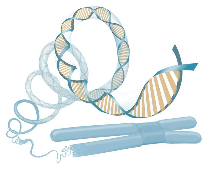 A strand of DNA Condensing into a chromosome.