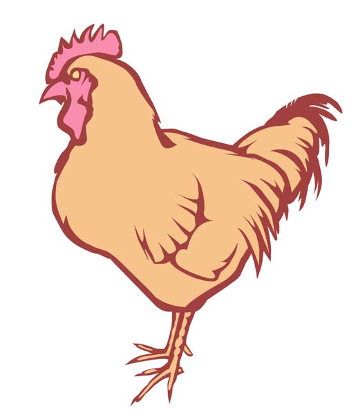 Rooster rendered as a vector shape for a BiSci course using Adobe Flash.